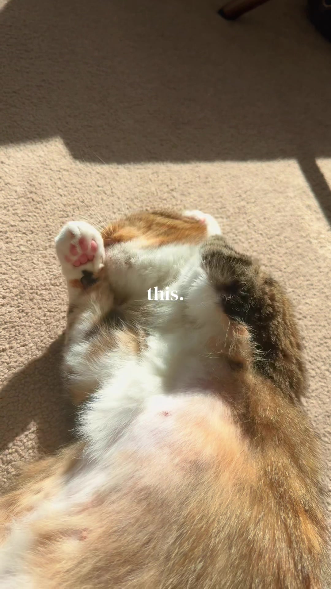 @mitmitcats