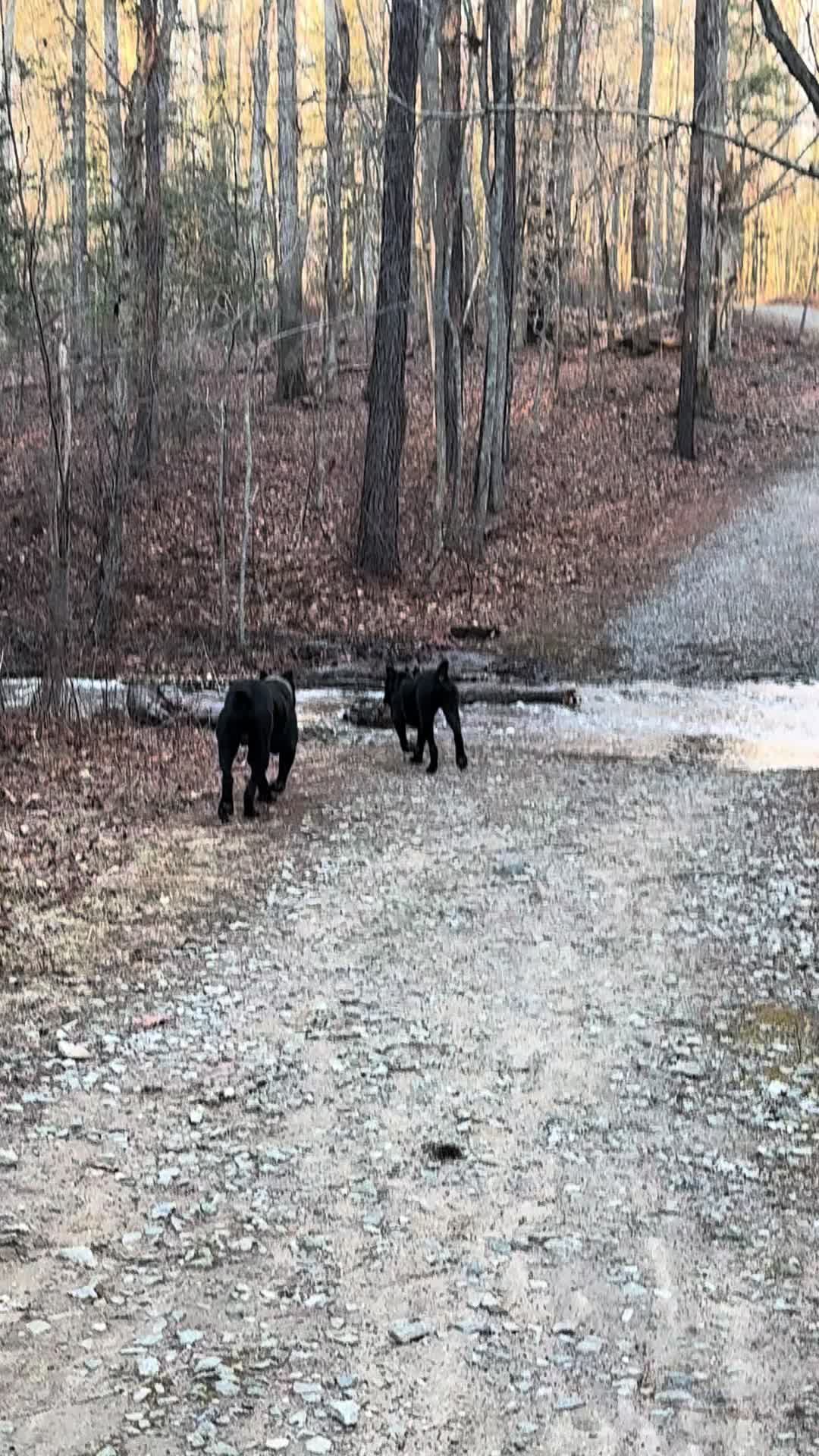 @Irongates Canecorso