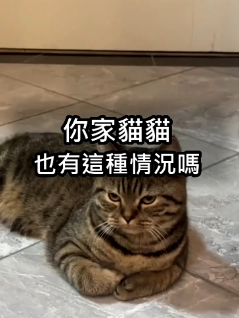 @catology