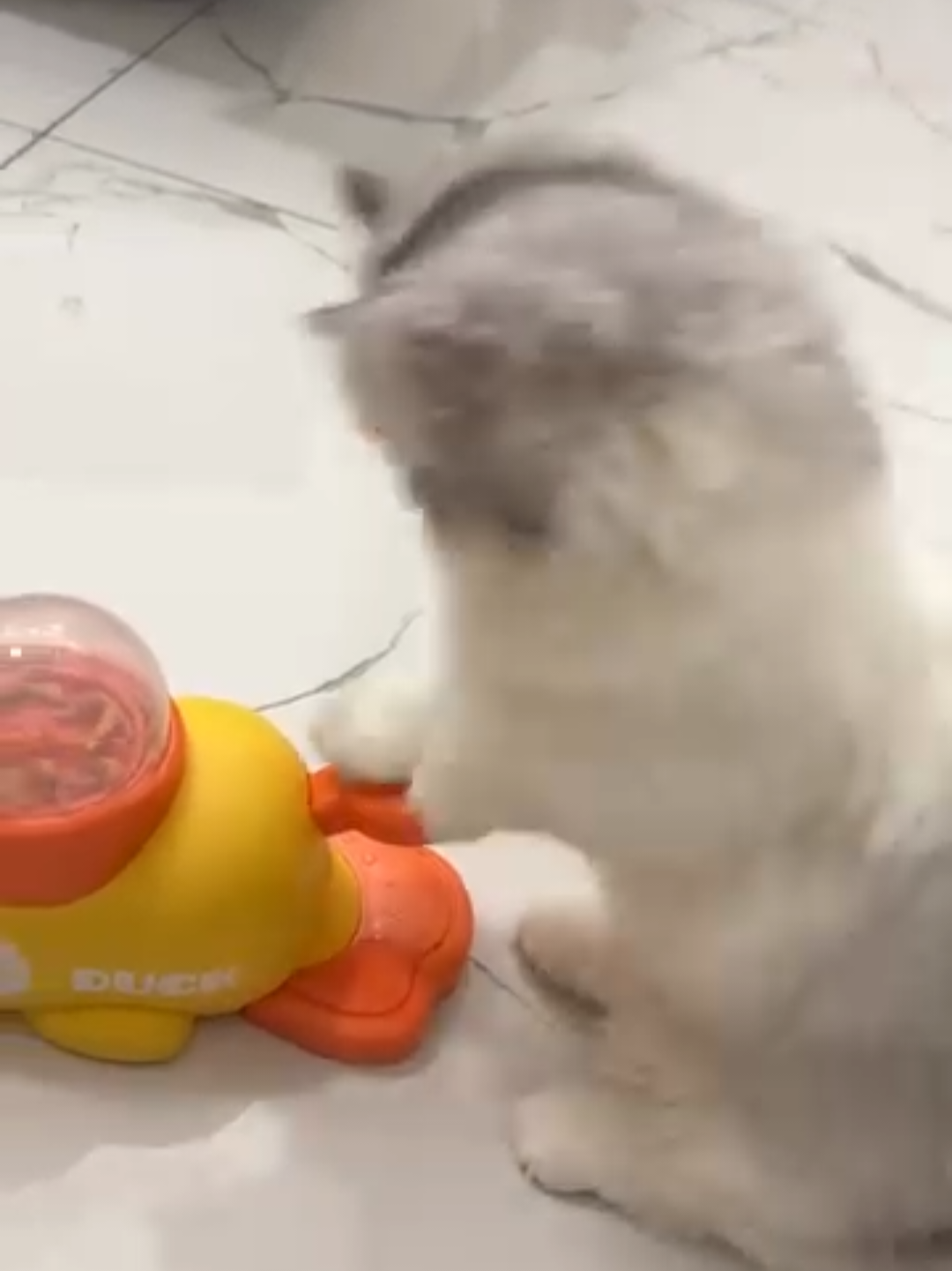 @Chonky World Of Cats