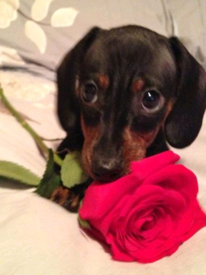 @slv_✿