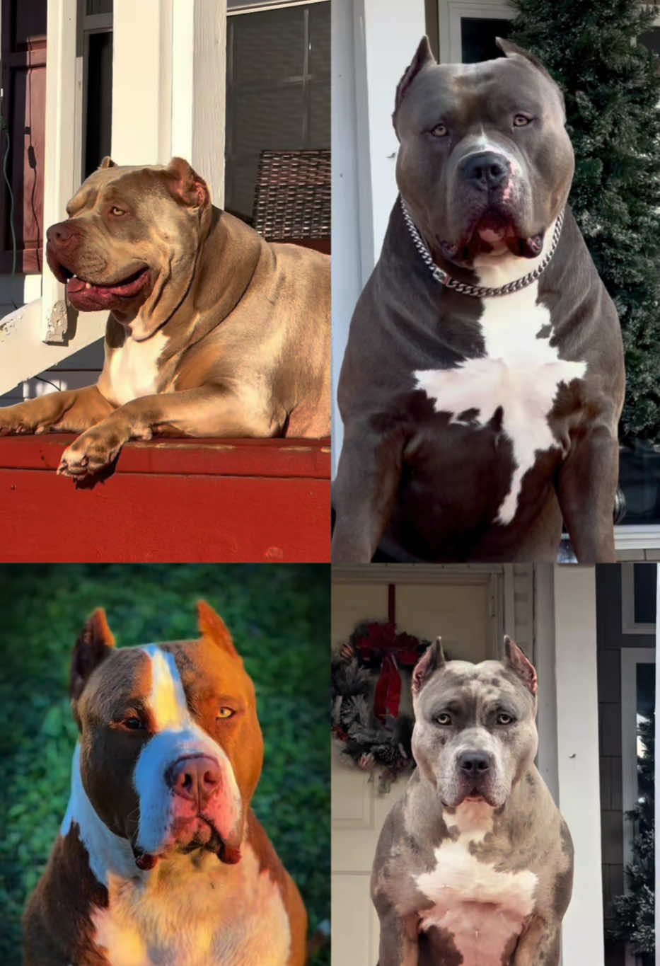 @🐾 Boundless Bullies 🐾
