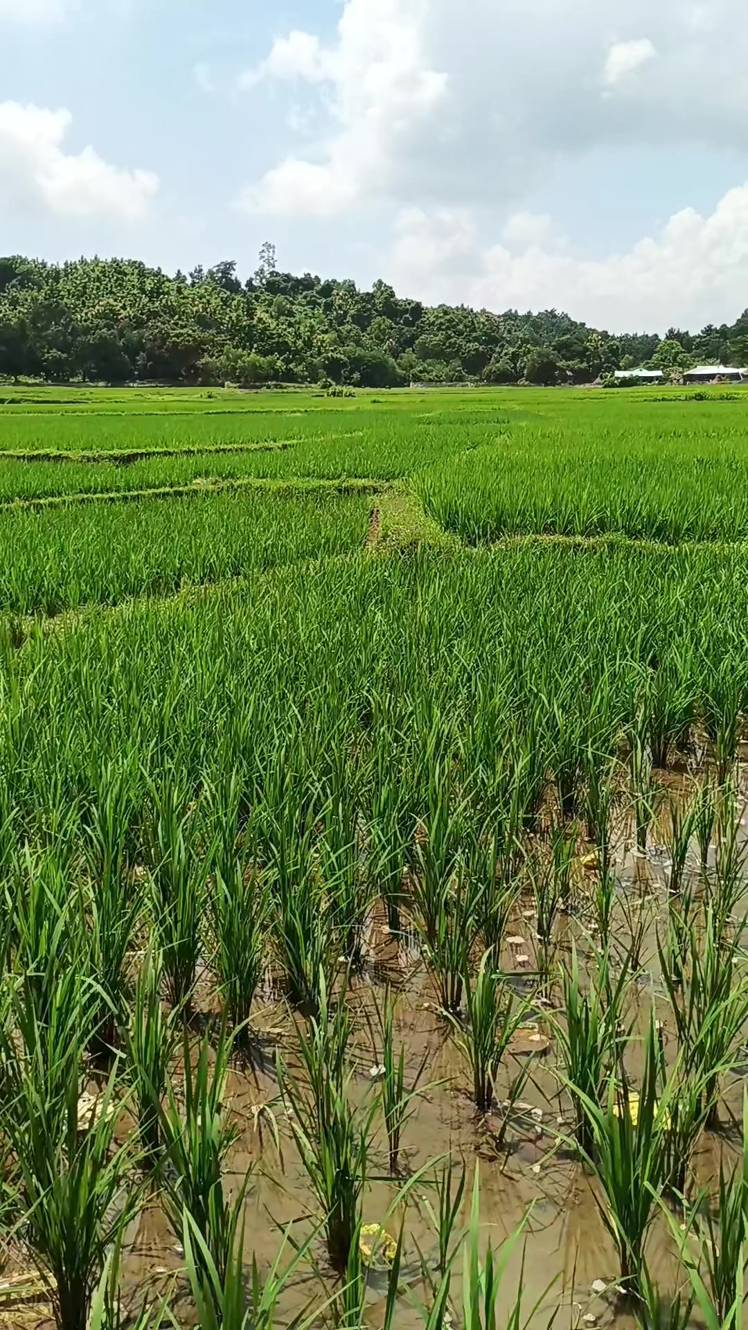 @🥰 মা-বাবার রাজকন্যা 🥰