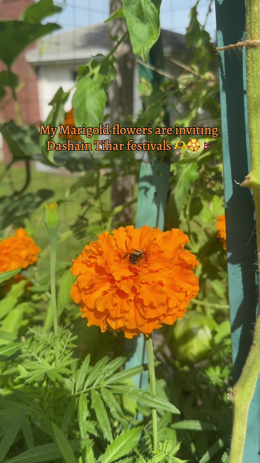 @इलिसा🌸