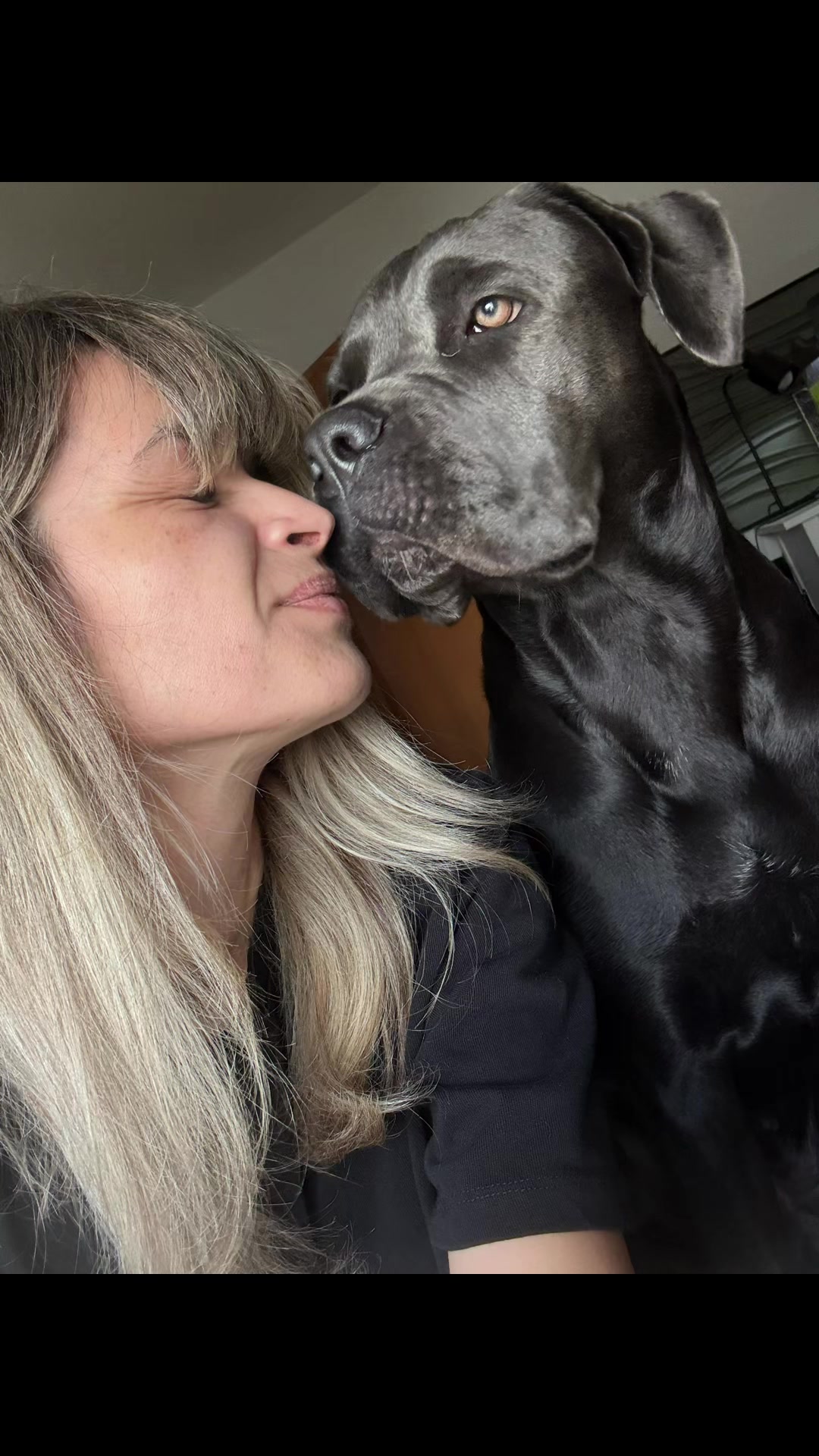 @Cane Corso Ayra 🐾