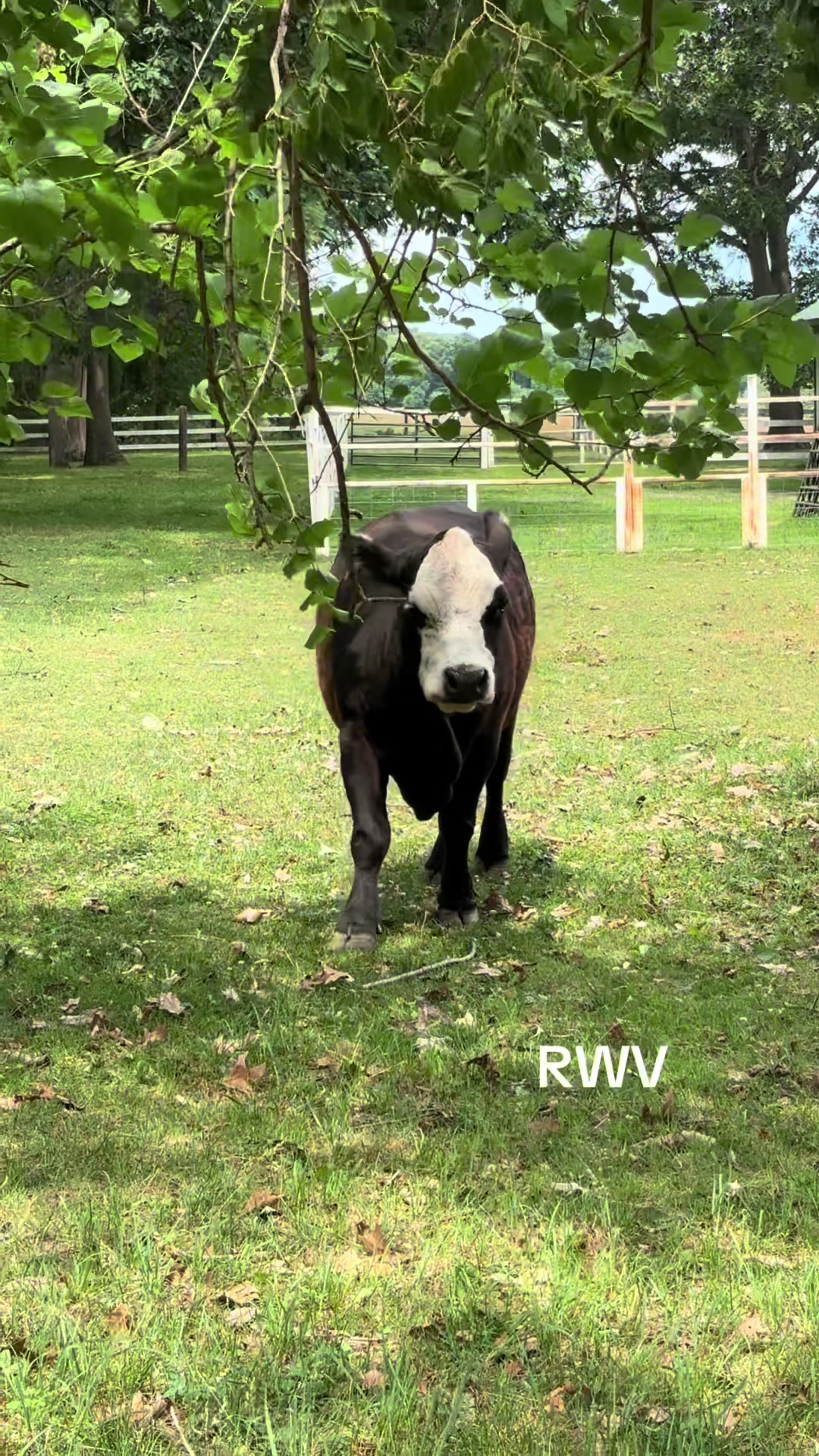 @RWV Land & Livestock