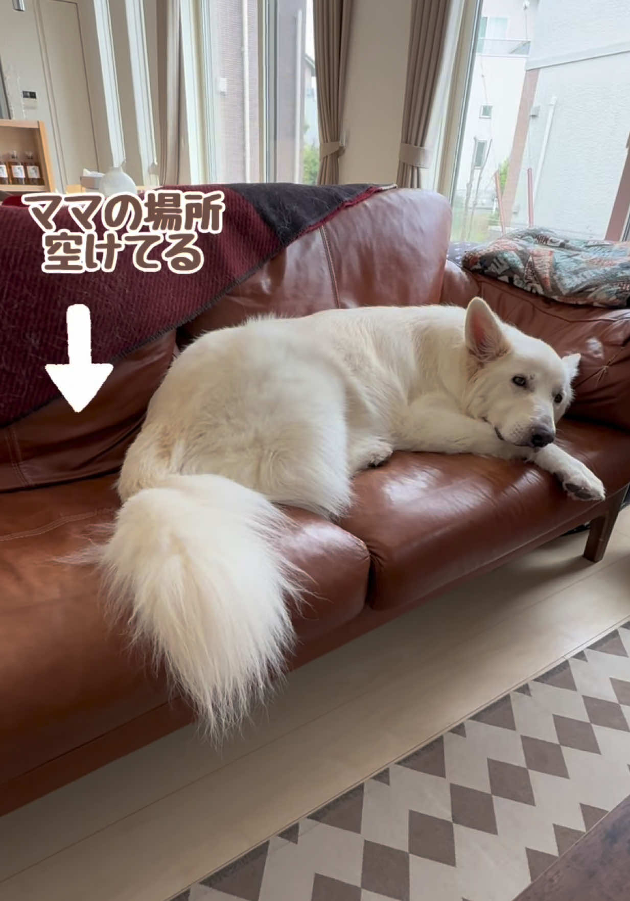 @leo
