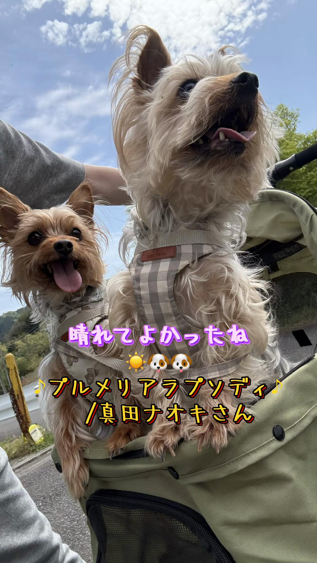 @🎀 ヨーキー のJulie and tia 🎀