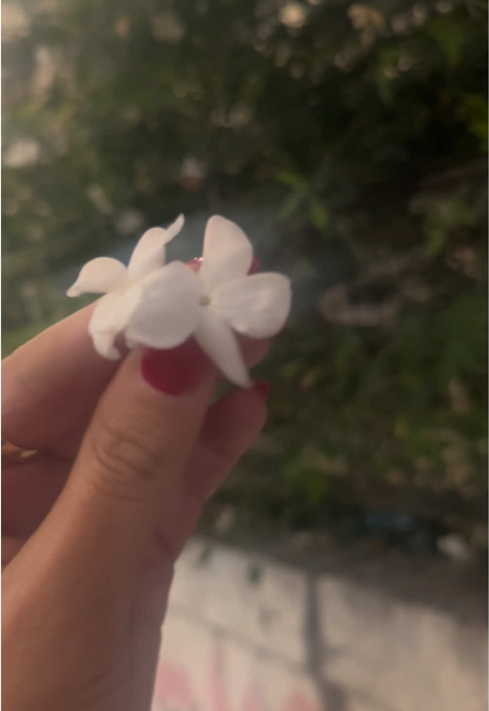 @Natalia Zeaiter 🕊 🇵🇸🌹