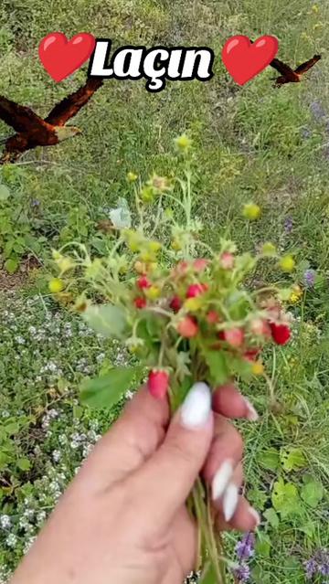 @Yegane.Laçınlı