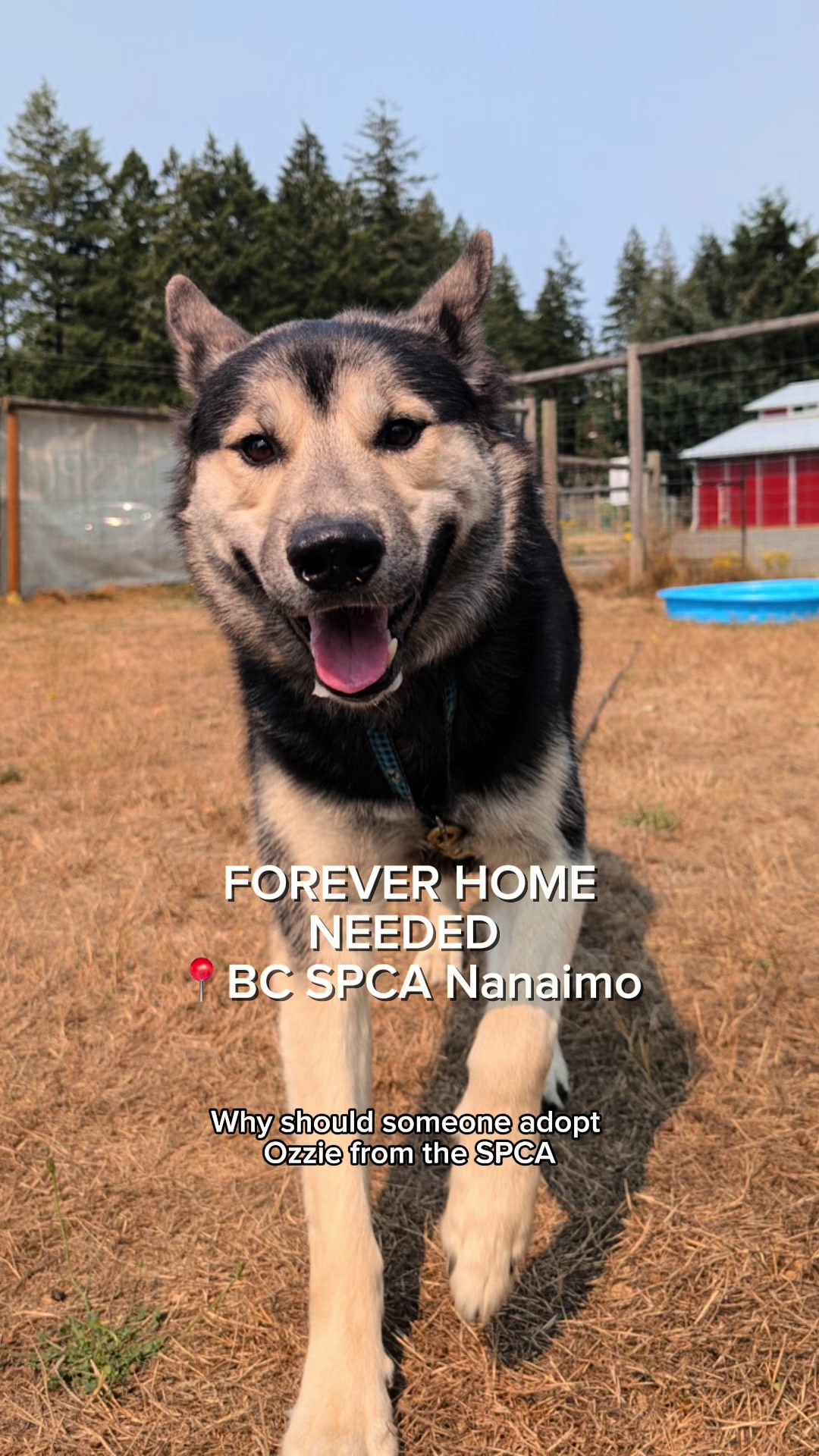 @BC SPCA