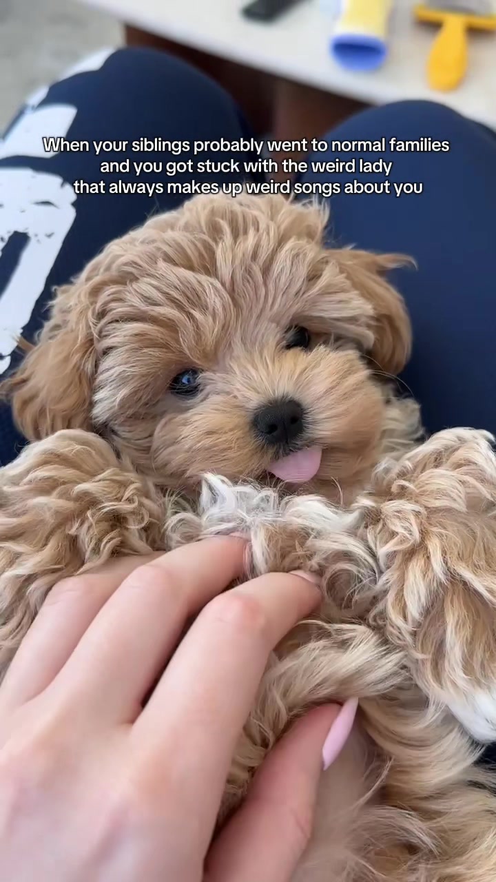 @Mochi the Maltipoo 🐻
