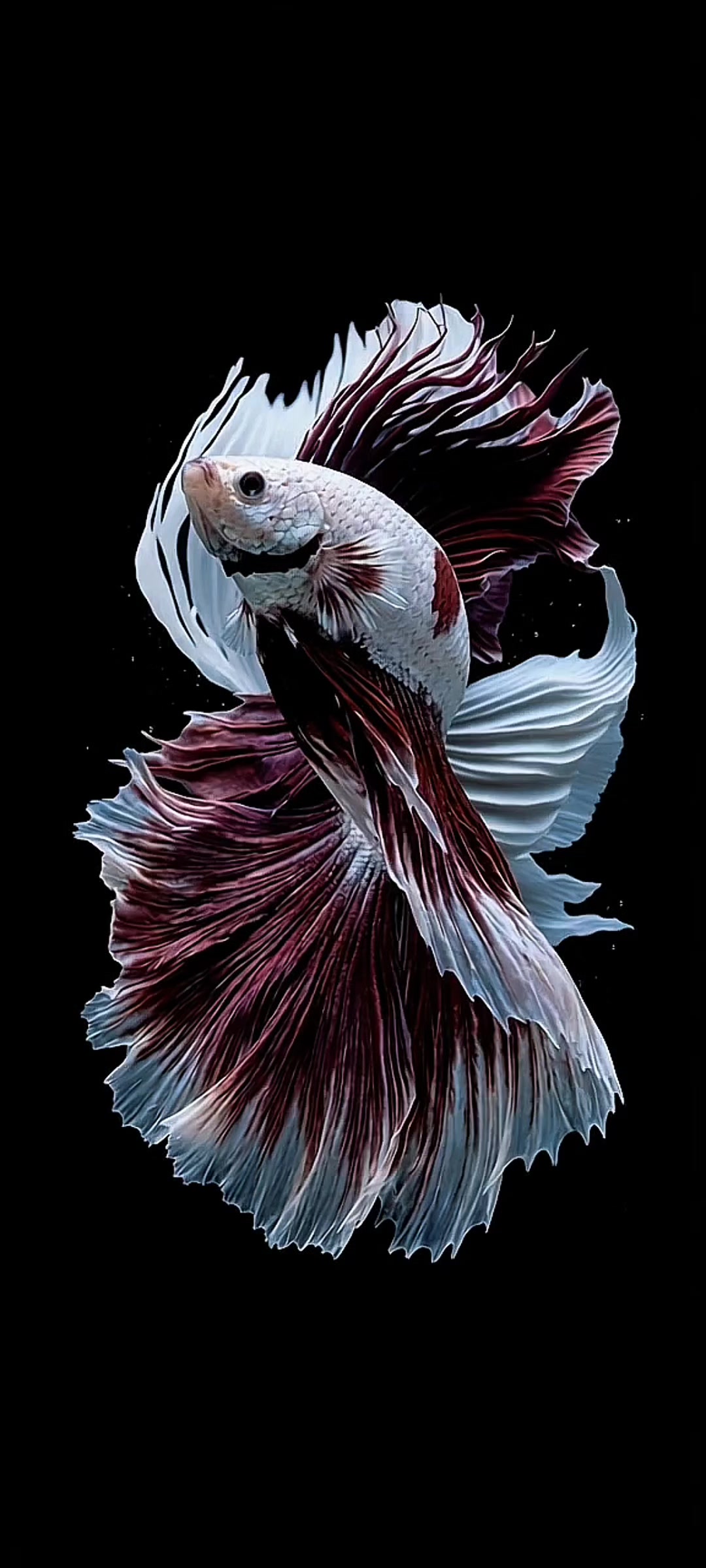 @Live wallpaper