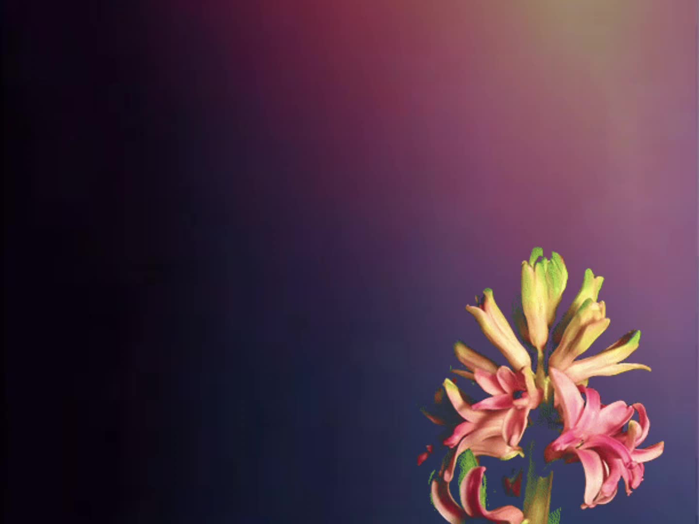 @Ela/Eden🦄