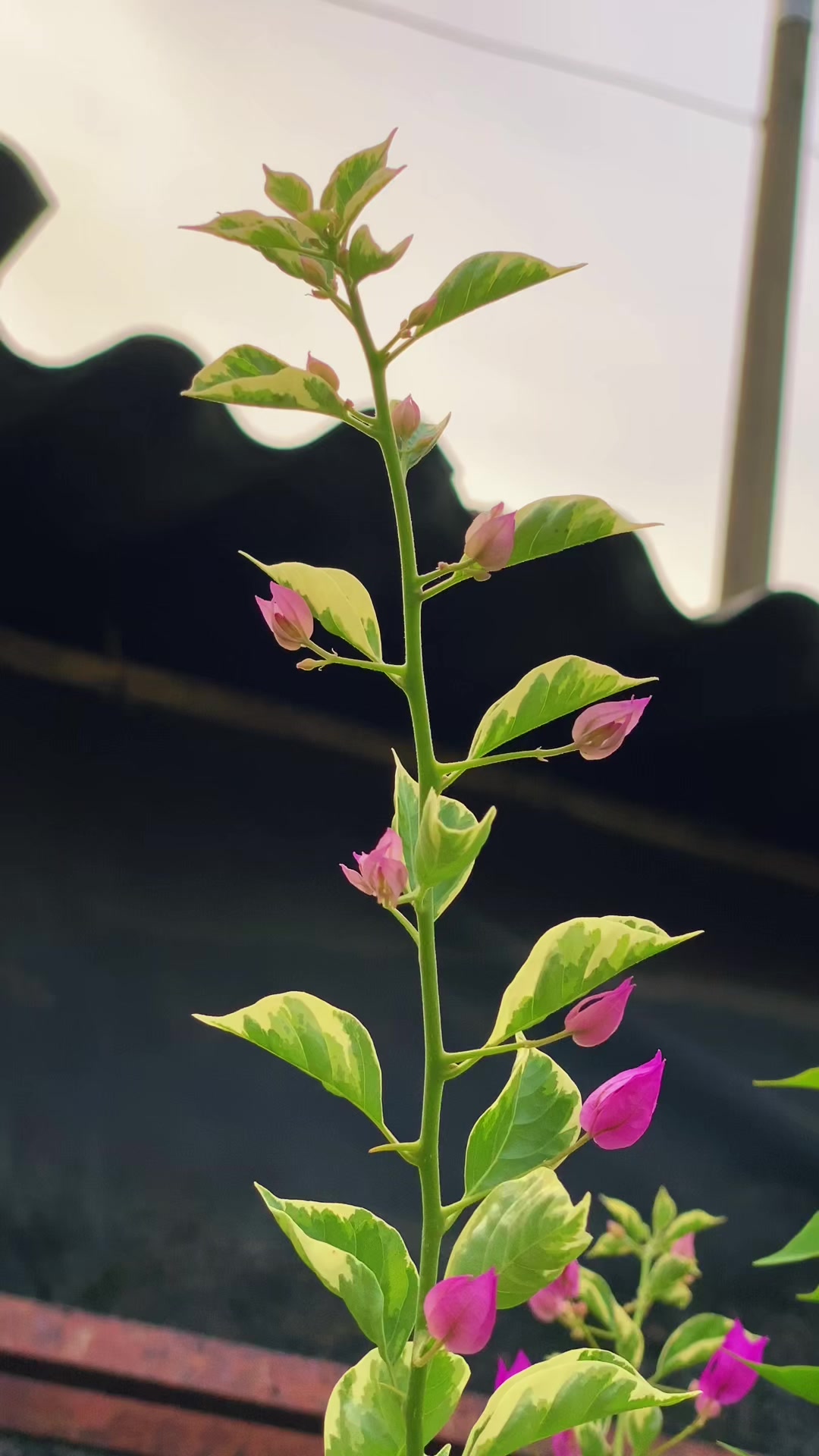 @Đức Luân