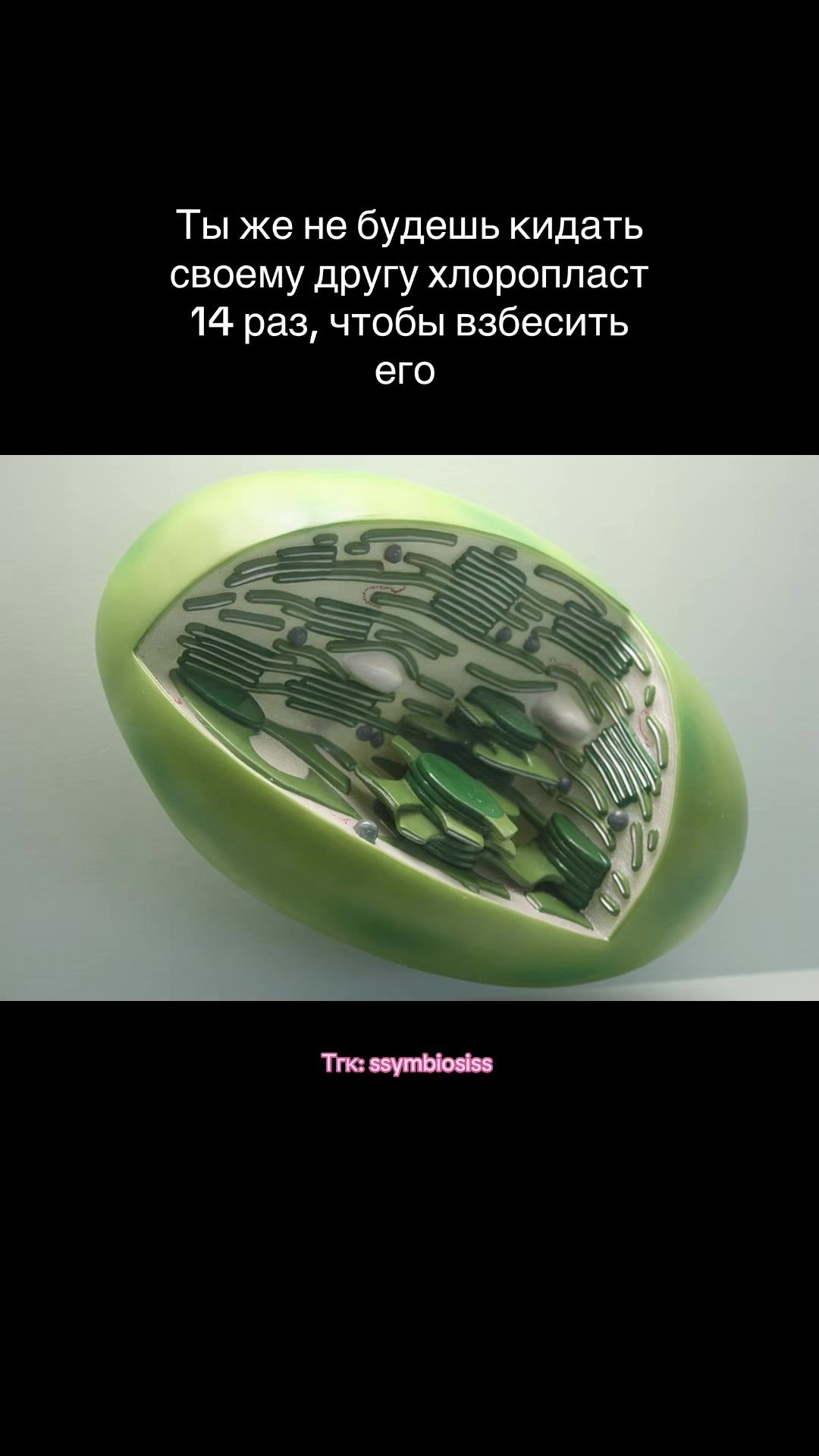@Репетитор по биологии 🧬