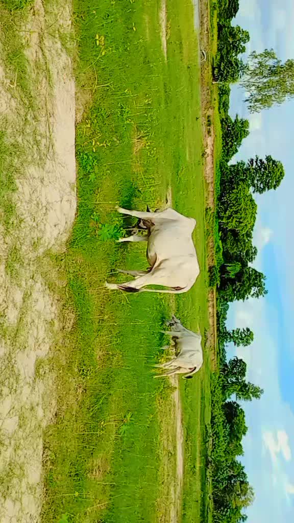 @8/နက်မောက်သားလေး