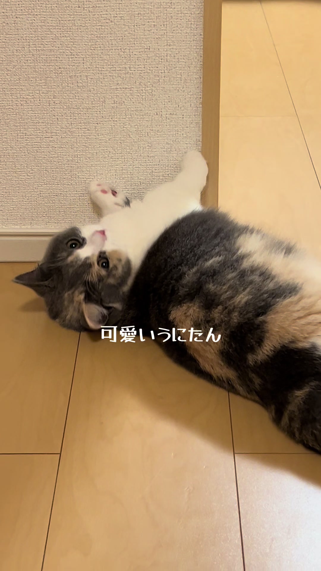 @うにぽて