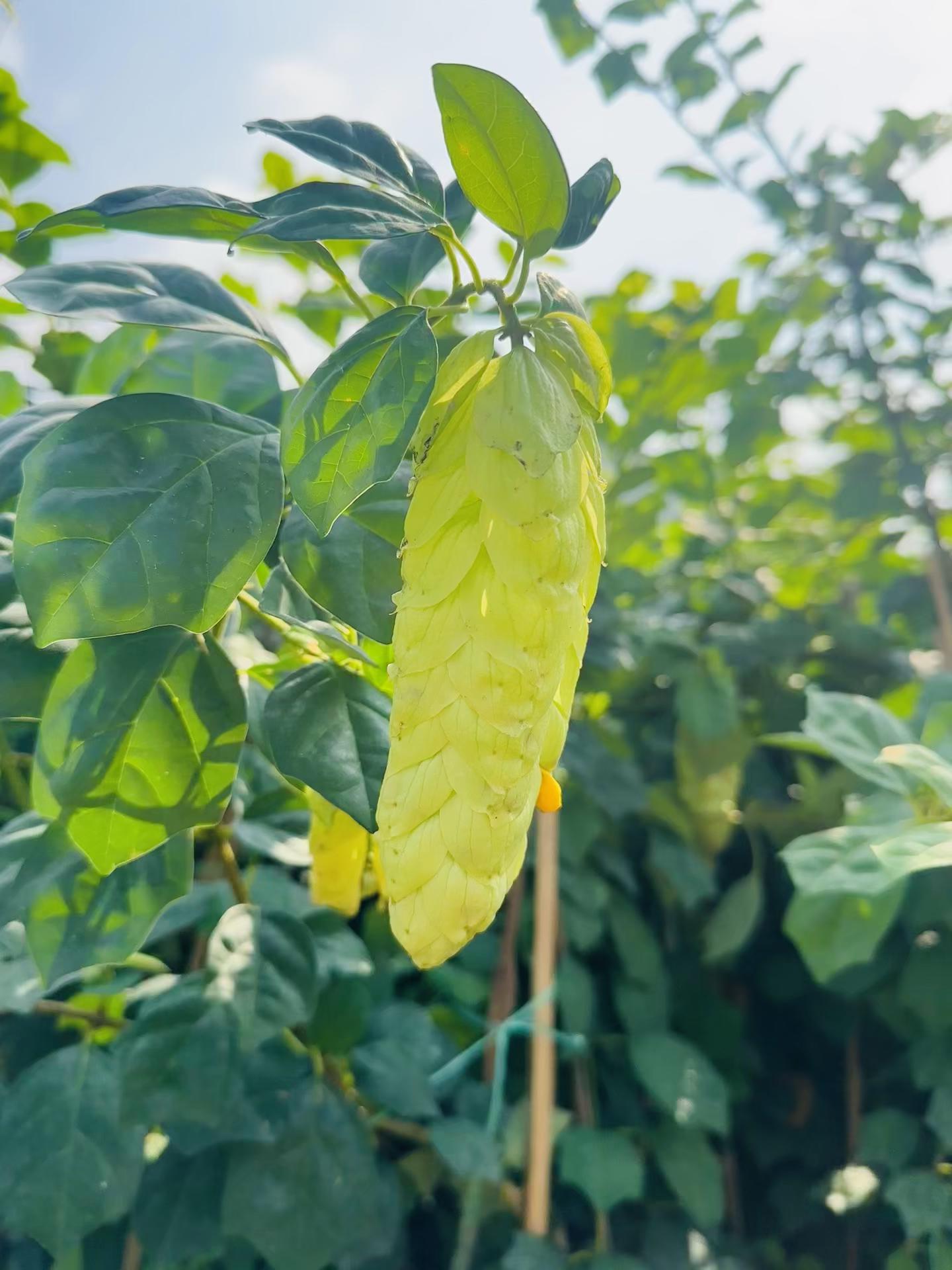 @Tiệm Lá Nhỏ