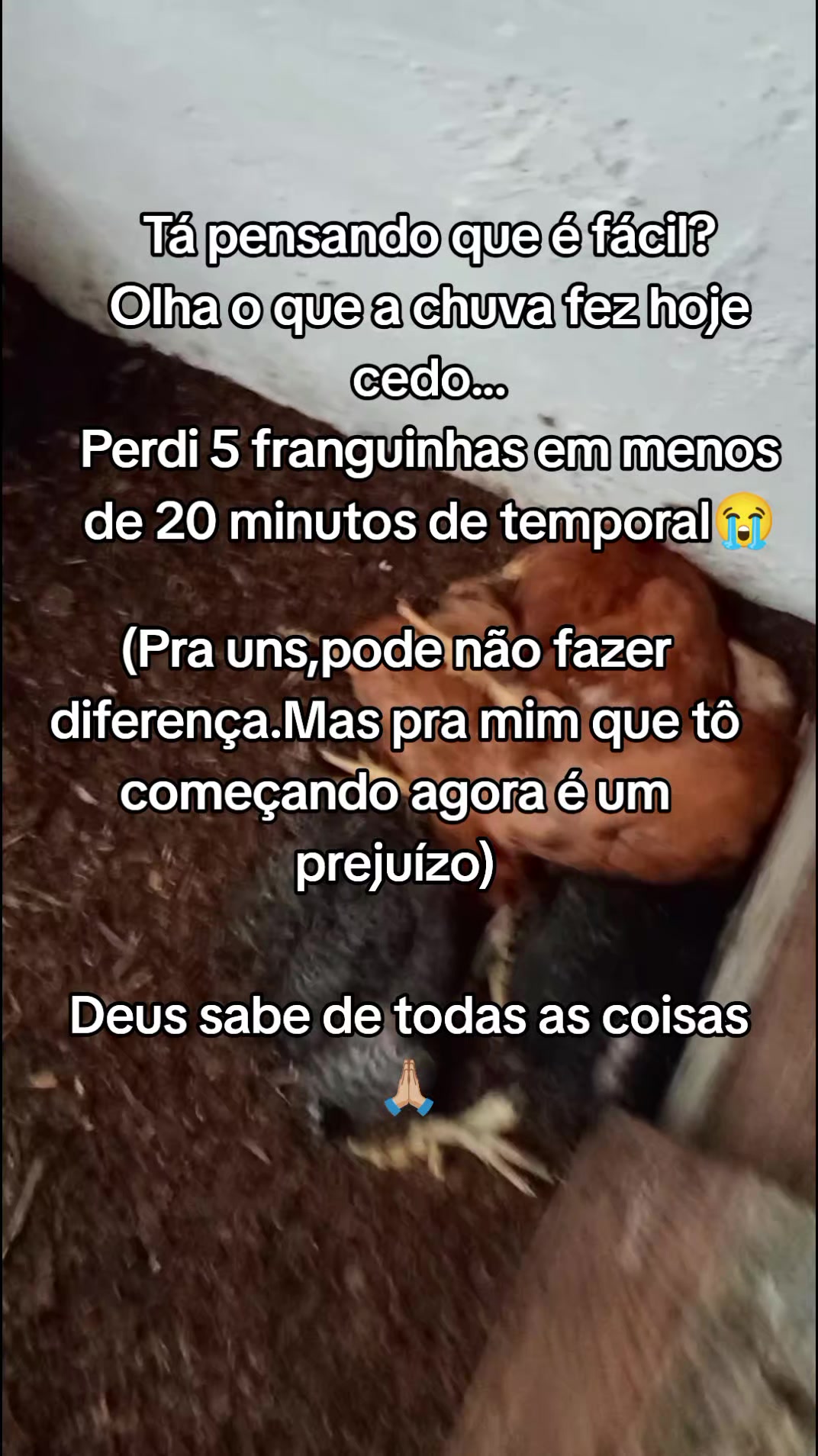 @Criatório Fênix 🐦🔥