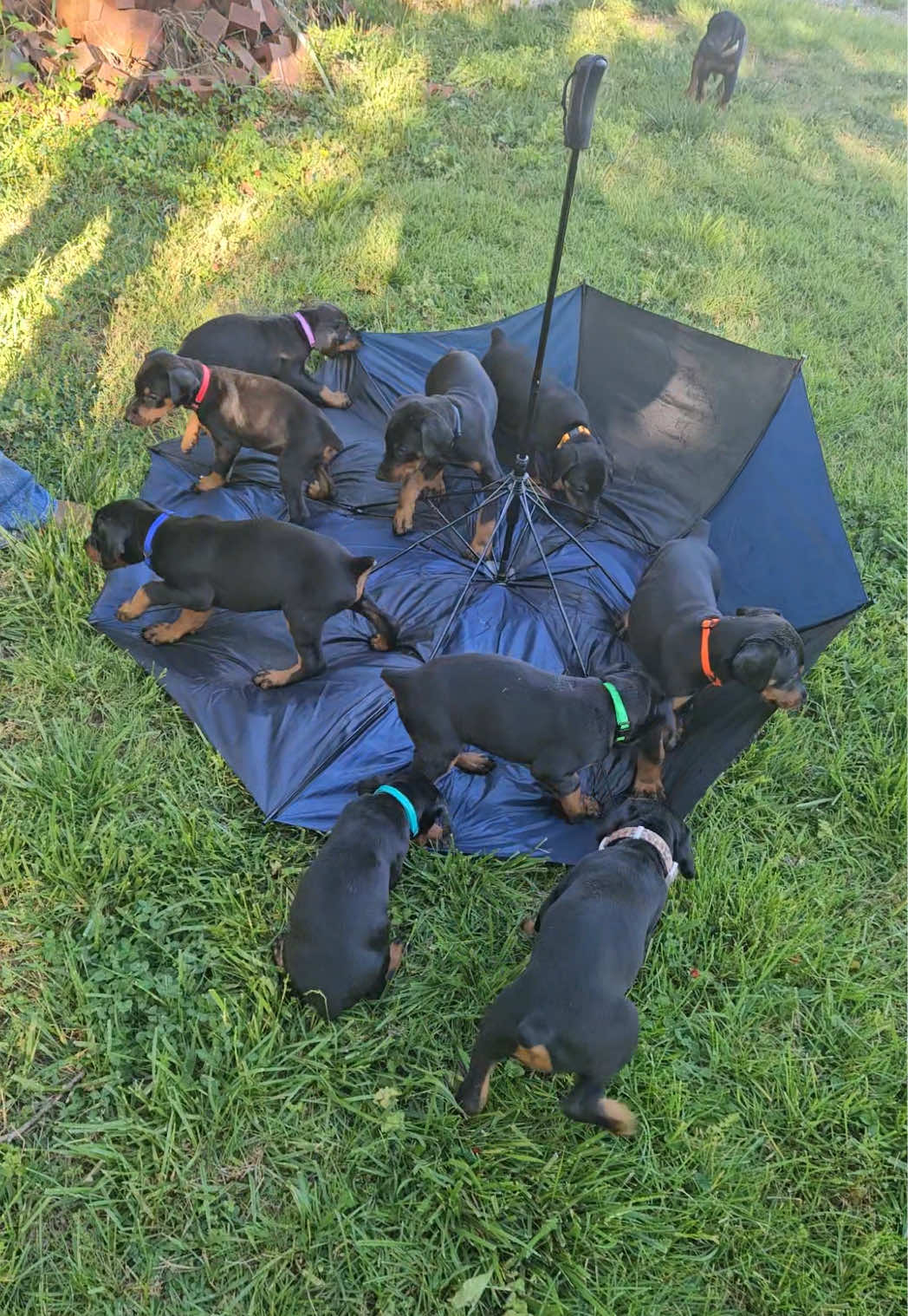 @Protection Dog Sales