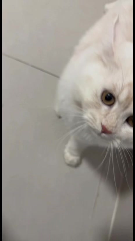 @摇摇🩵