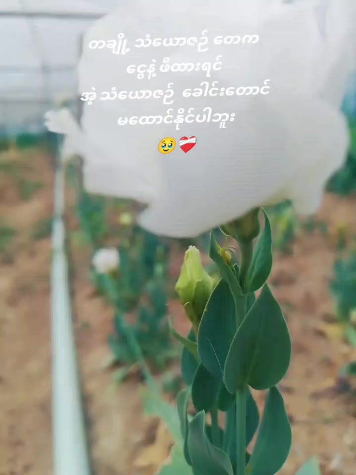 @nyein chann ðœð¥ðšð¢ð¯