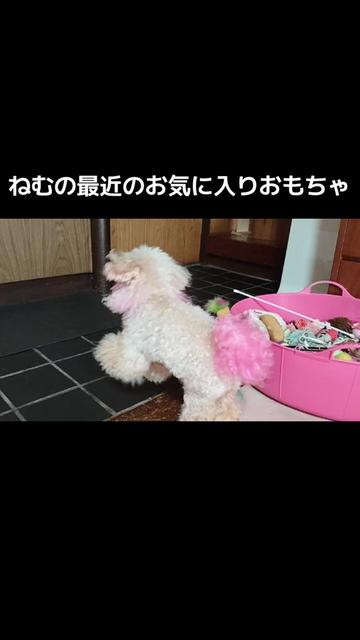 @しまい