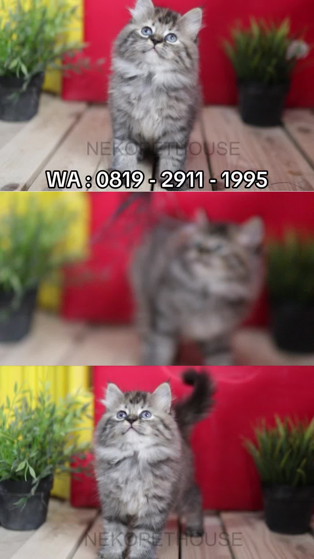 @Nekopethouse - Adopsi Kucing