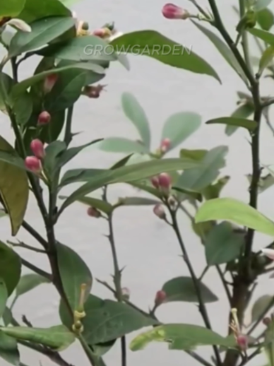 @Grow Garden | Plantas