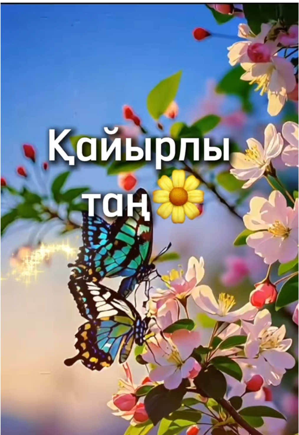 @aray_dinasil