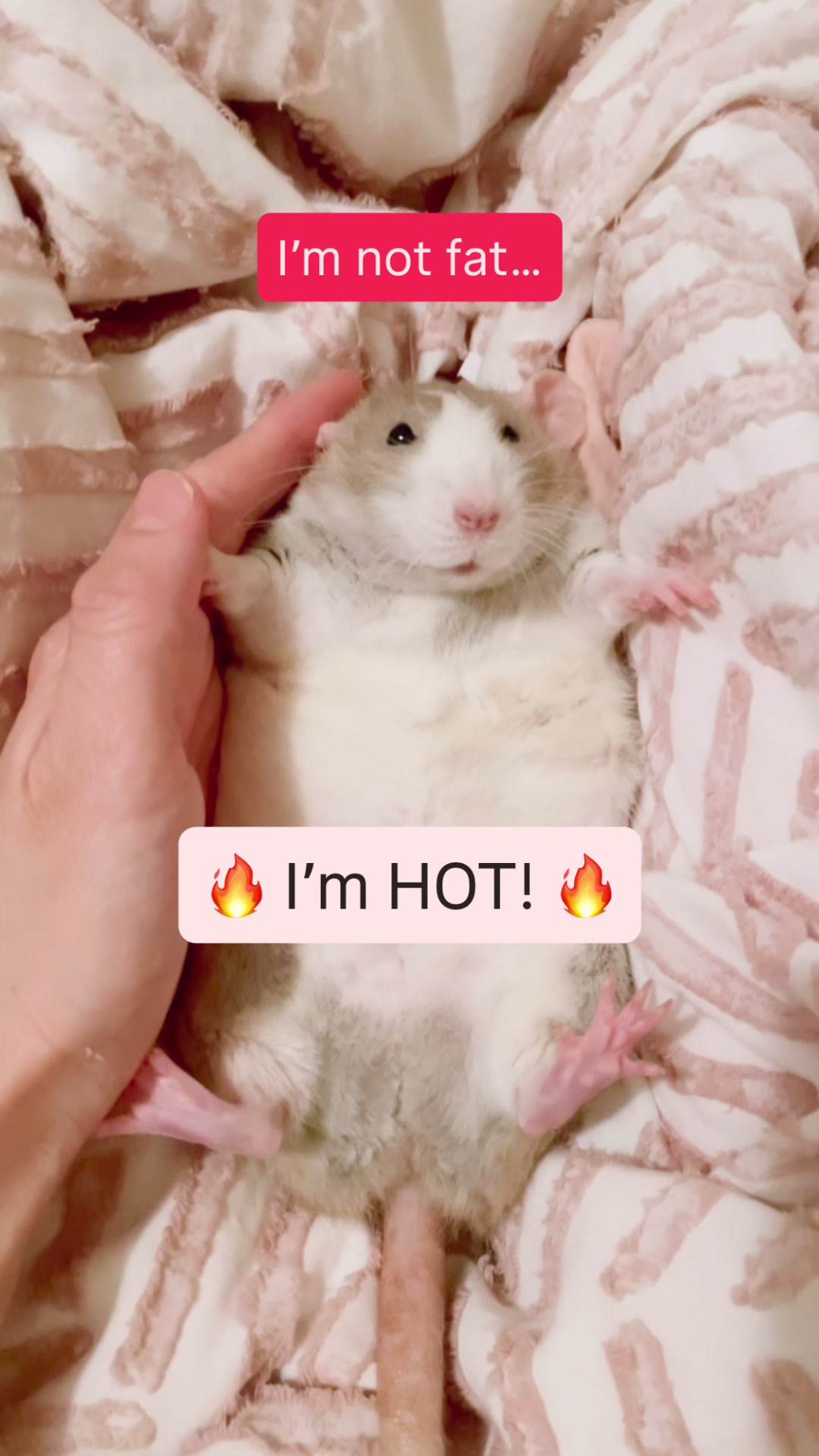 @RatsHaveFeelingsToo