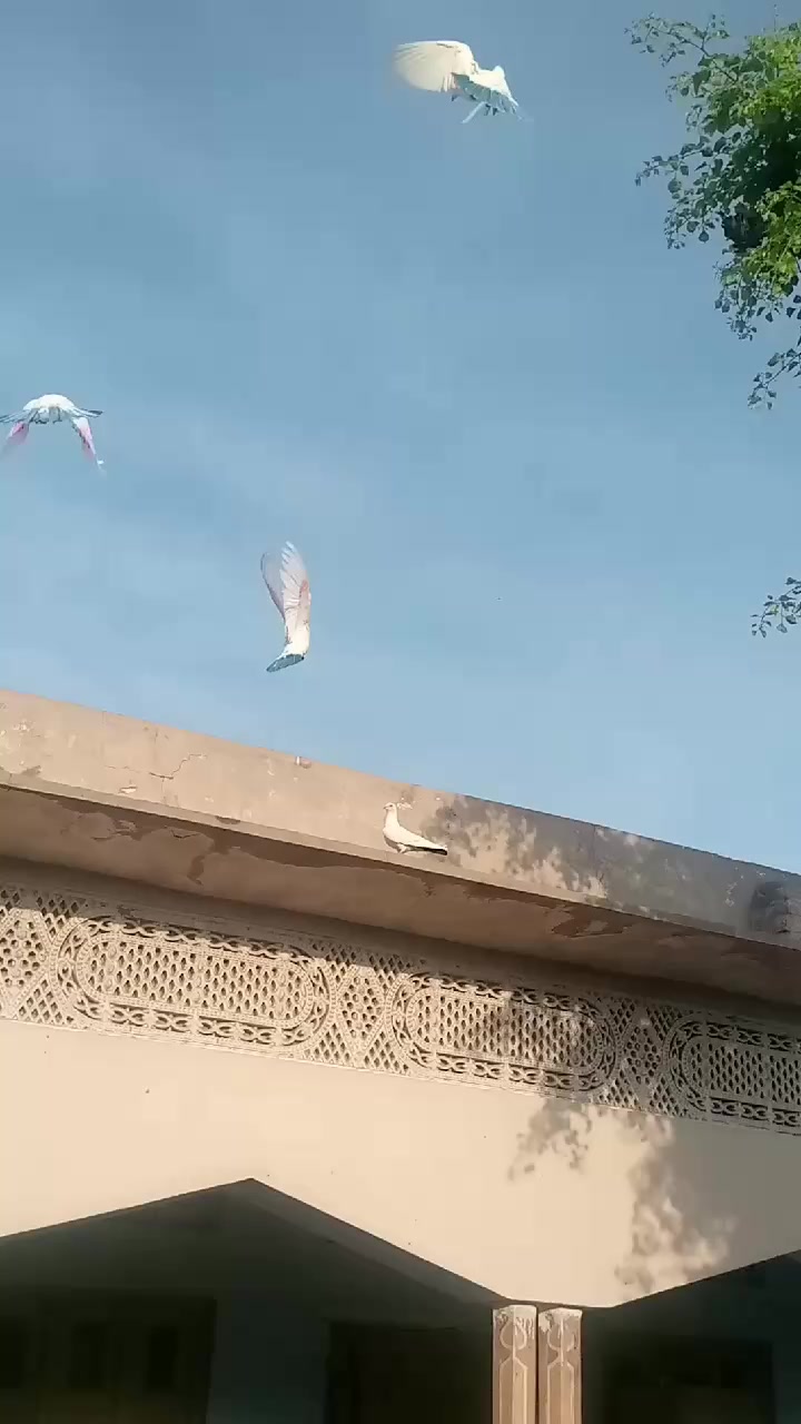 @آصو کھوکھر