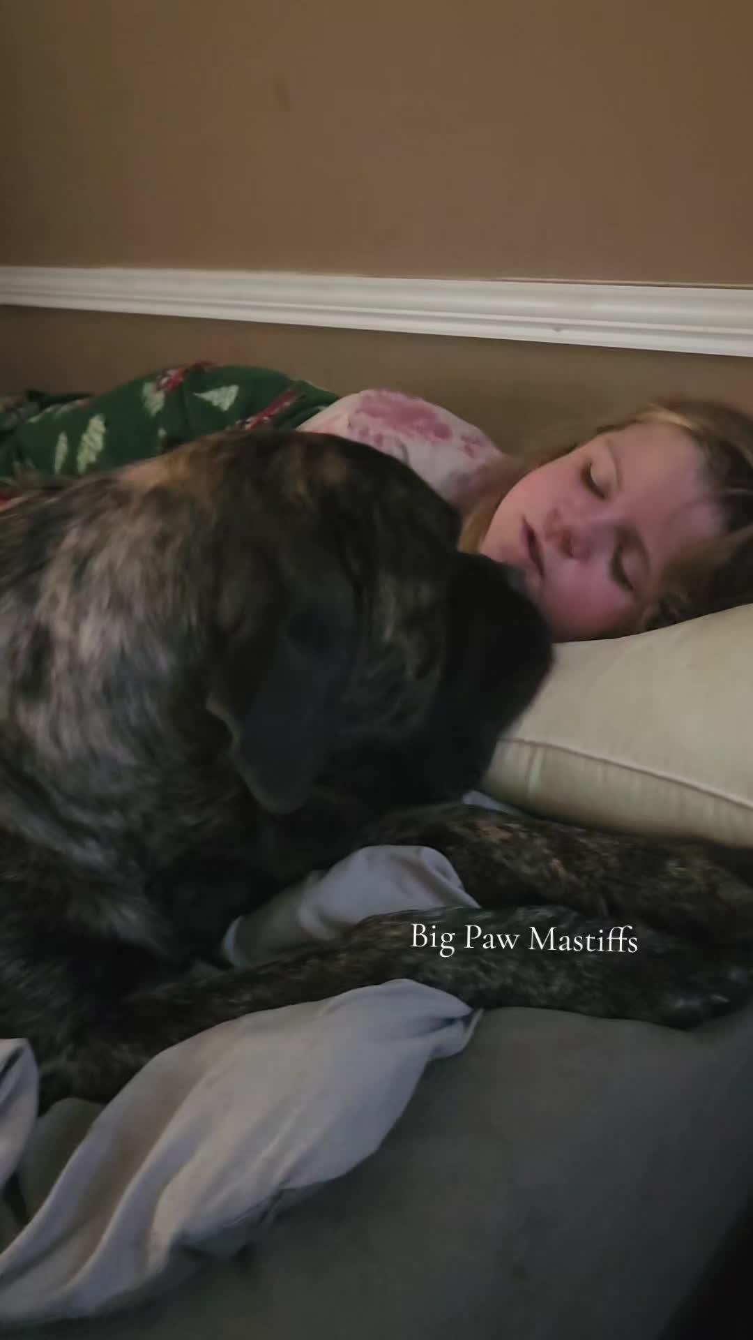 @Big Paw Mastiffs