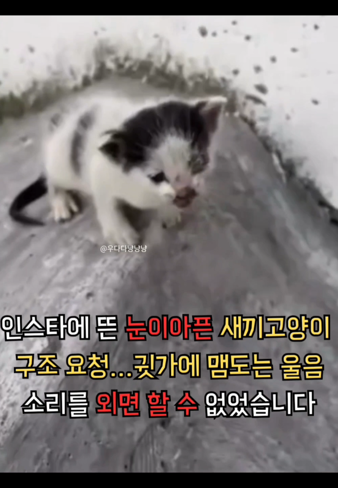 @우다다냥냥냥