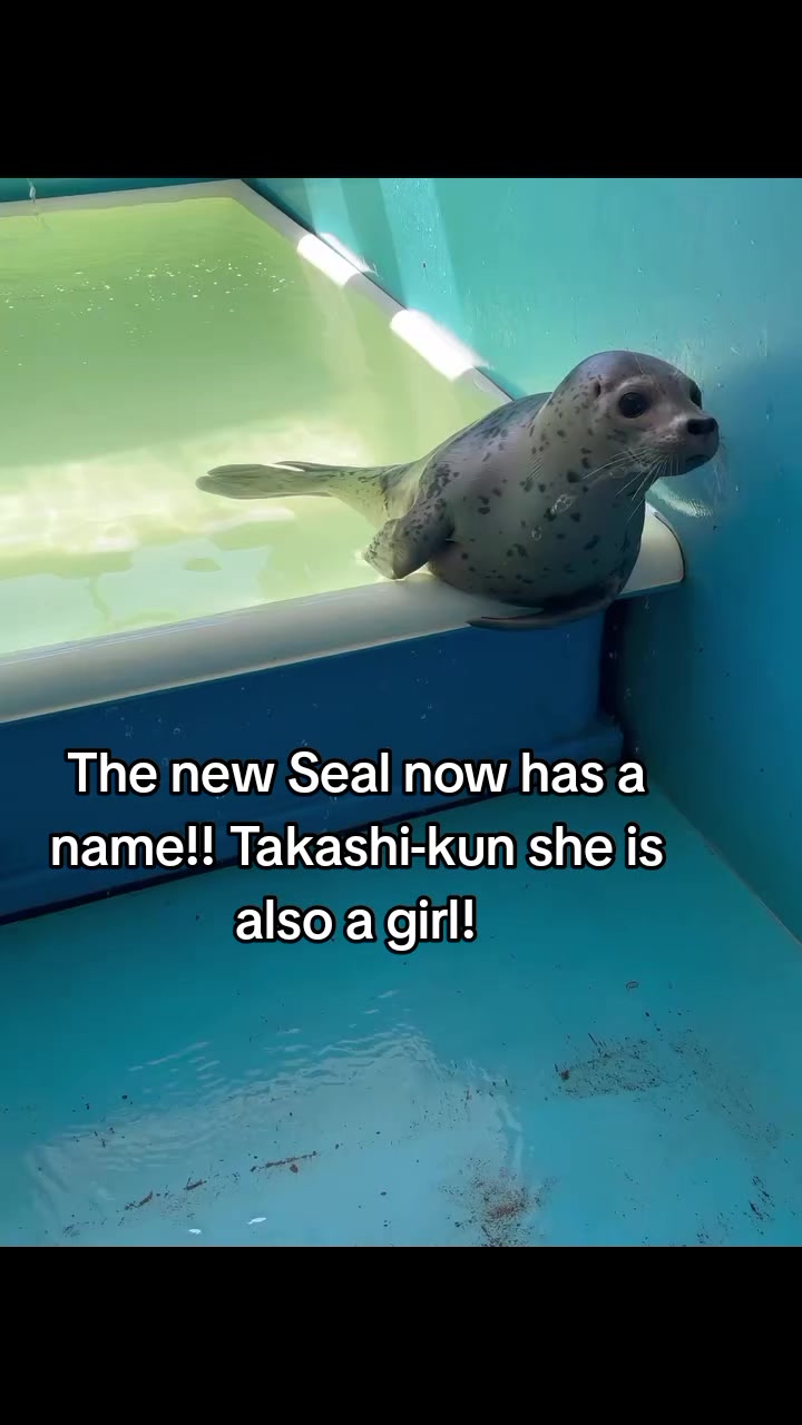@Whysosealious?
