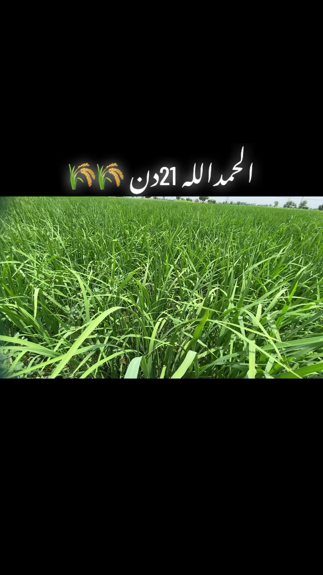 @ساجی موہل