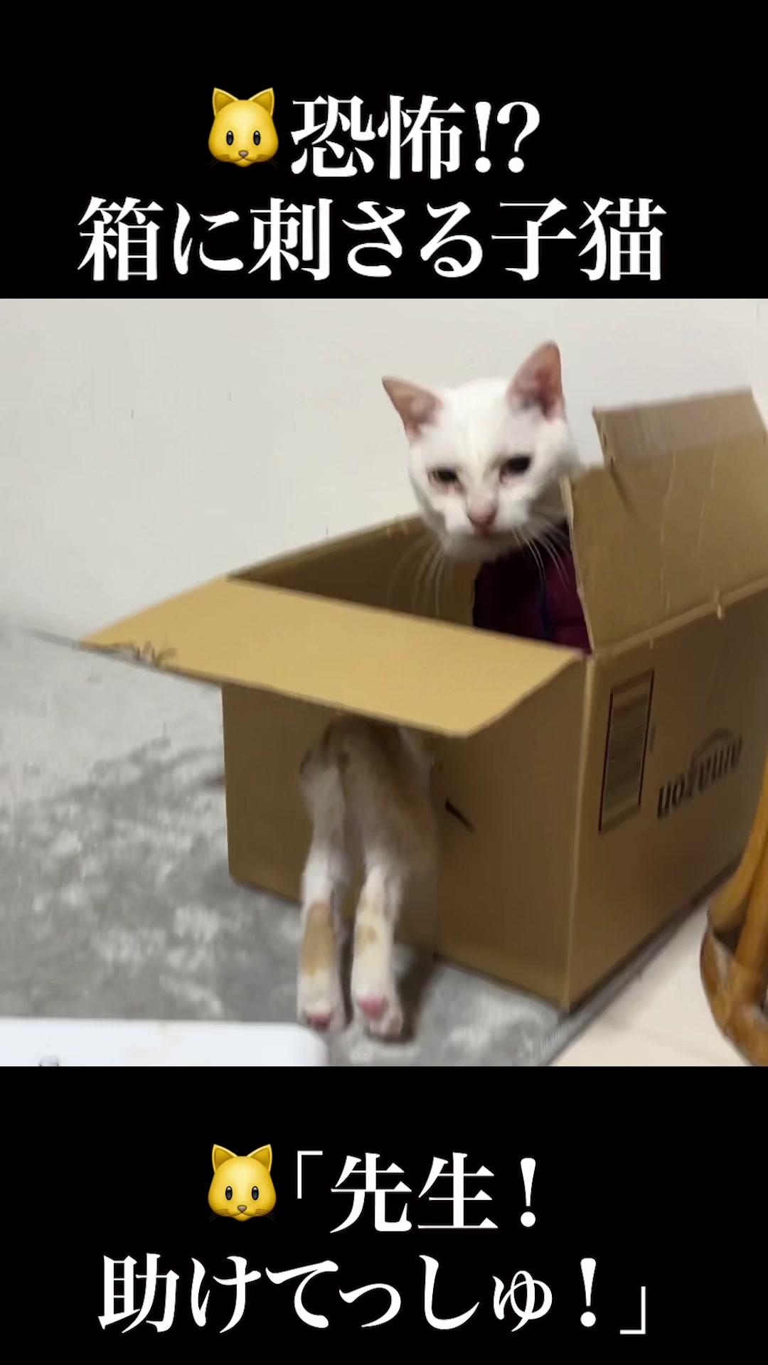 @ねこかます