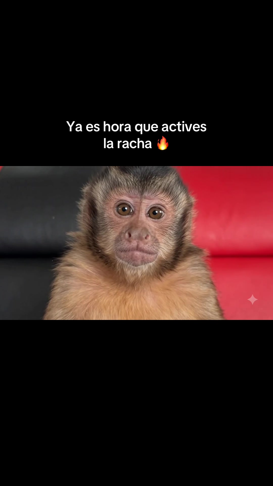 @RabPesito 🔥