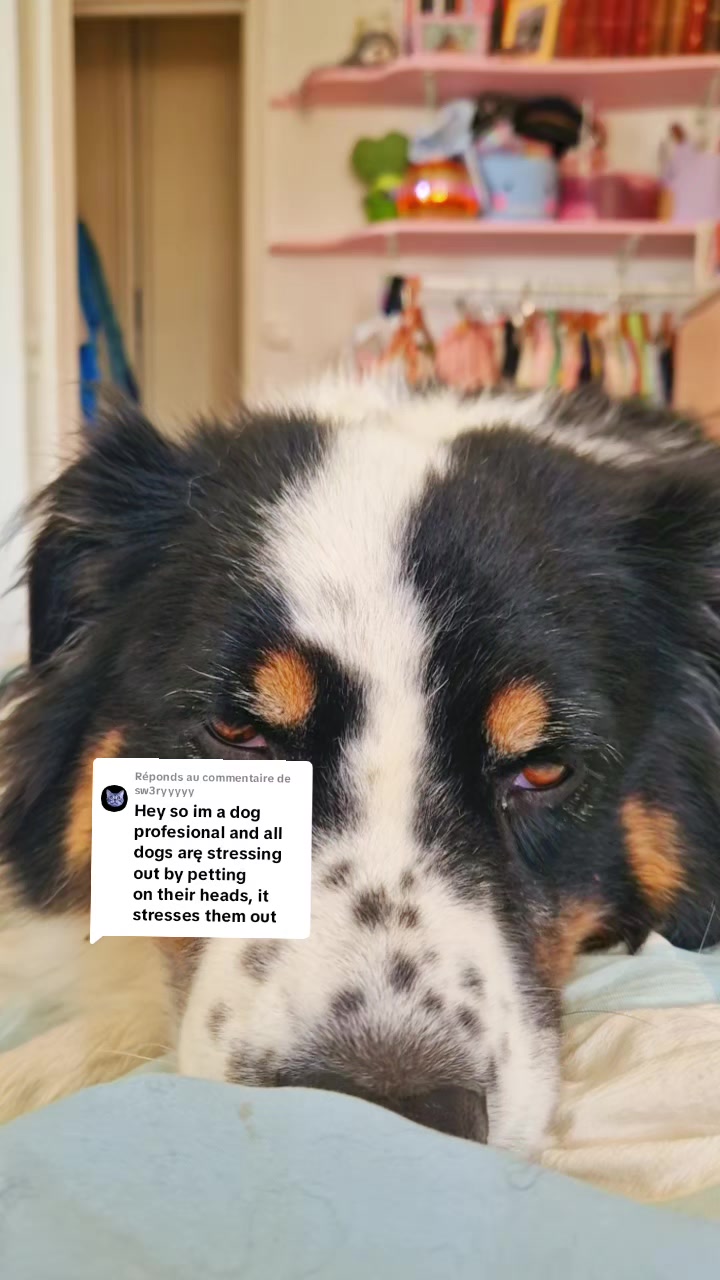 @Lofi the Aussie