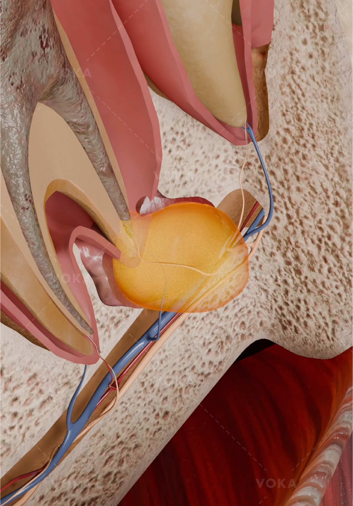@VOKA 3D Anatomy & Pathology