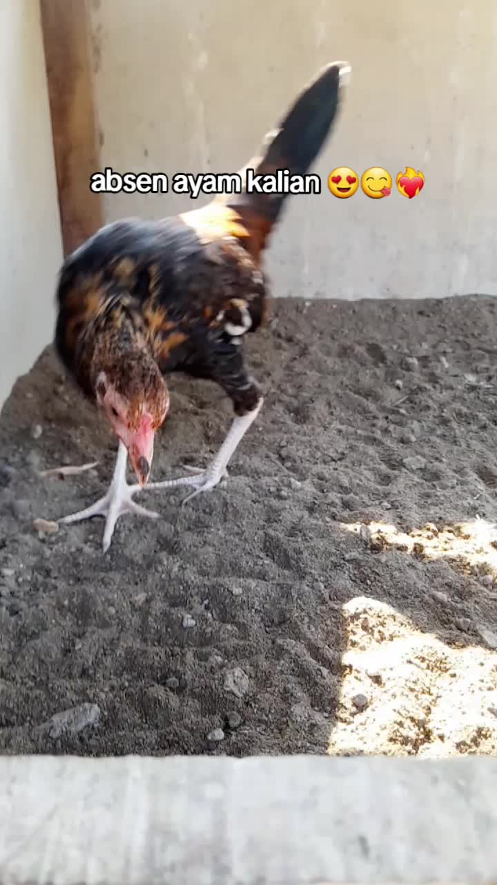 @R-K. FARM (MDR)