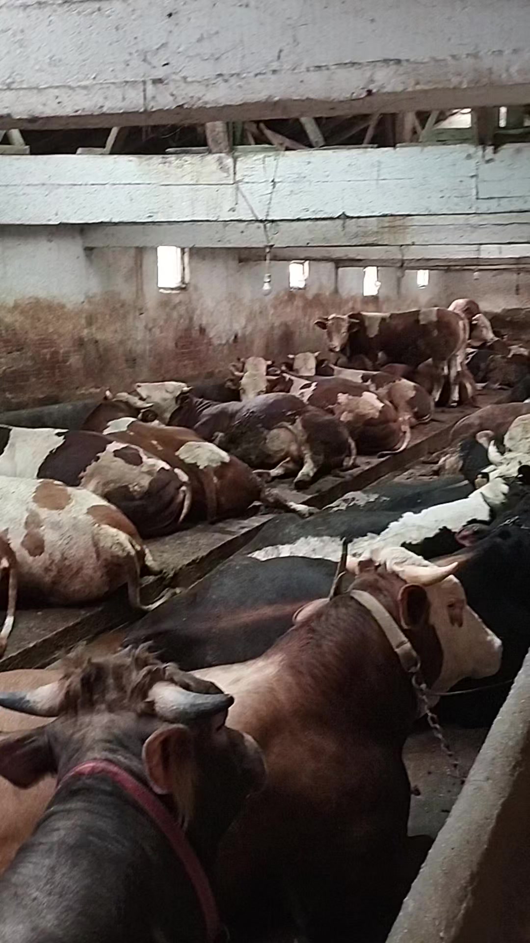 @Taşdemir besicilik