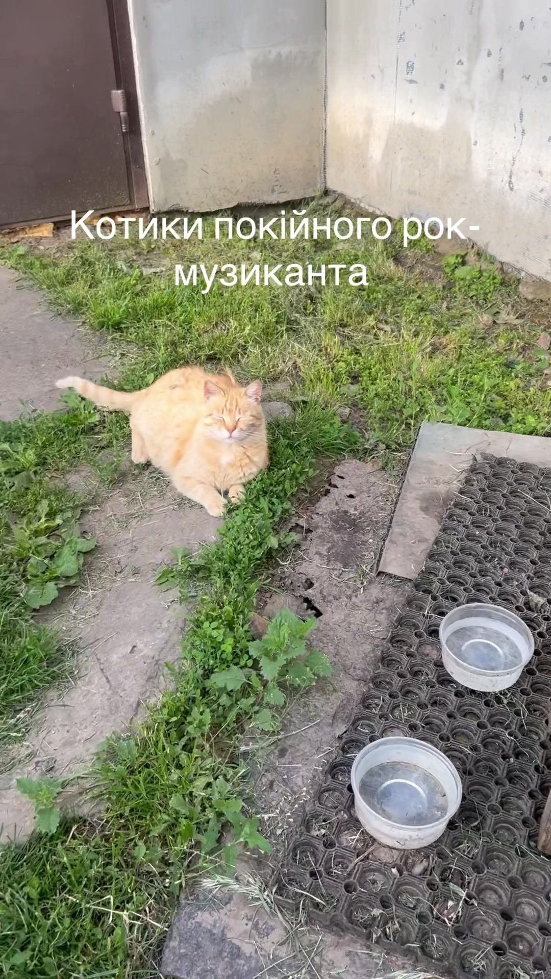 @Алиса