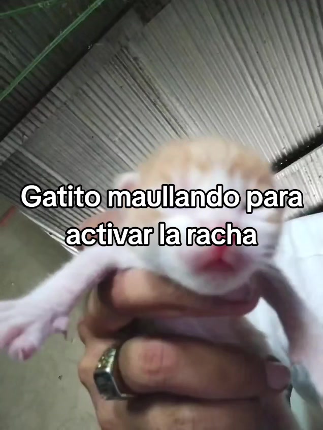 @Elflako