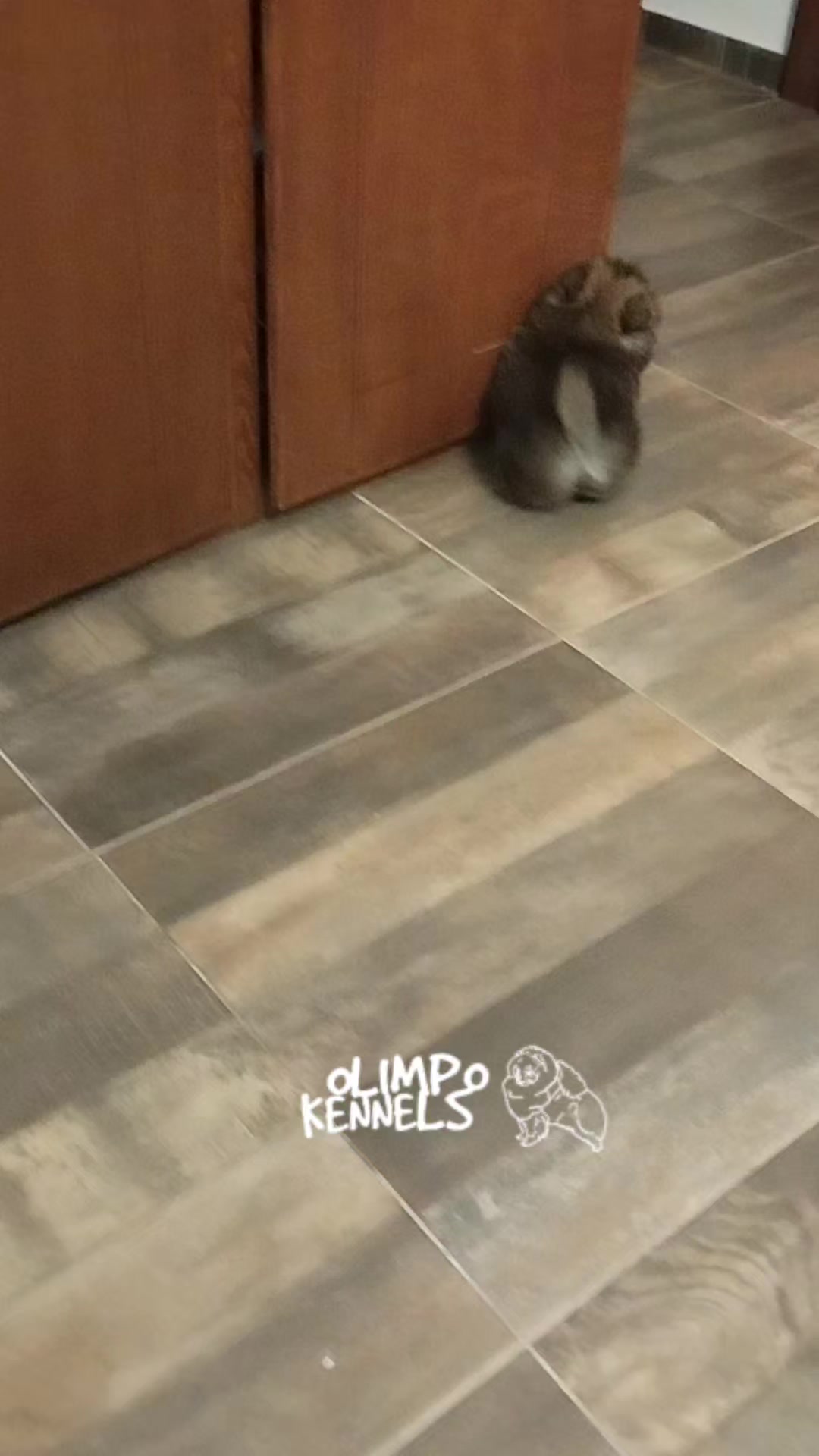 @olimpokennels