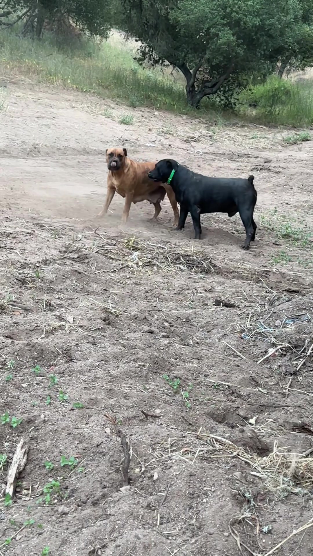 @Bigfoot Boerboels