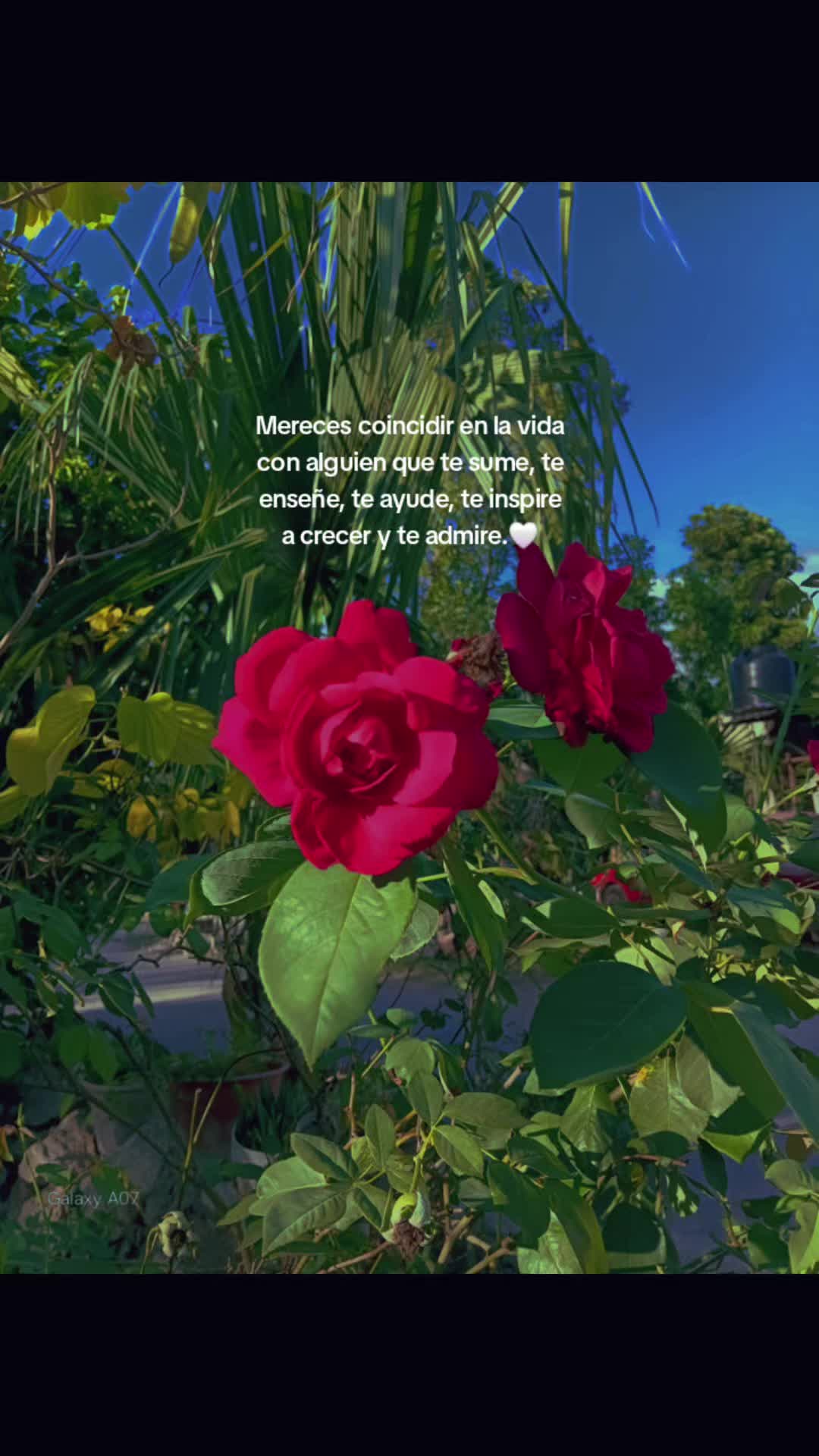 @🌷👸