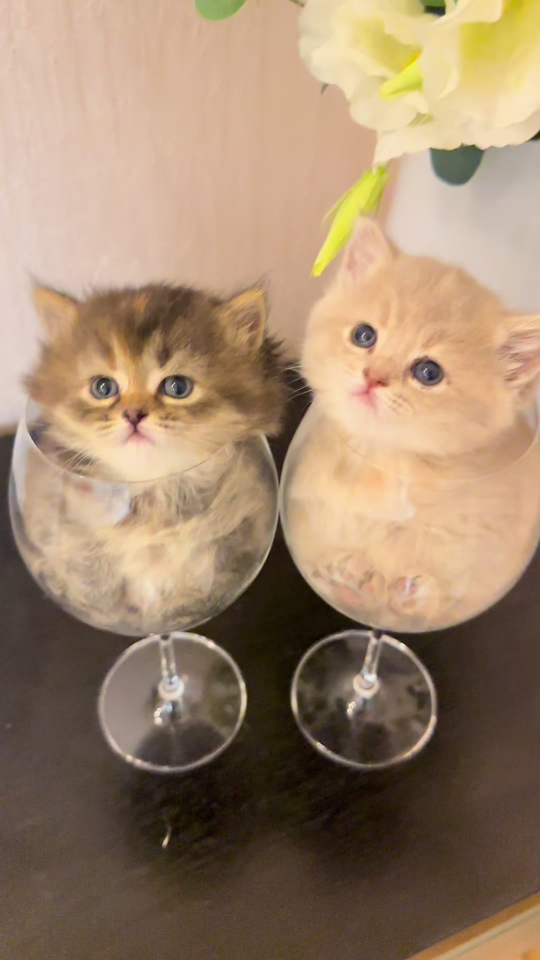 @cat.sheri.kittens