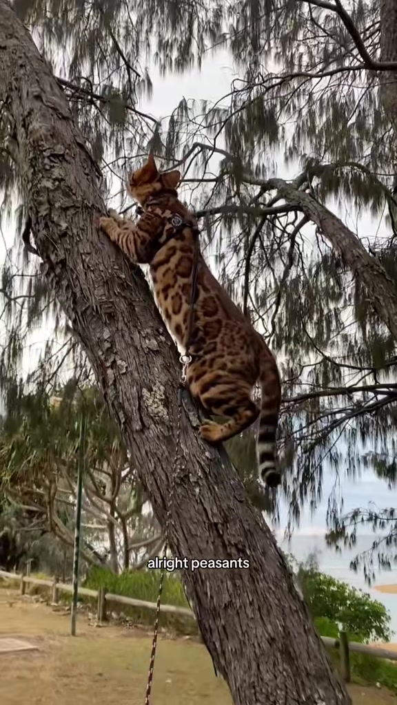 @Skeeter The Bengal